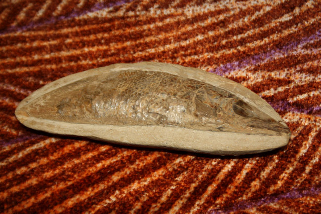 Fossil.jpg