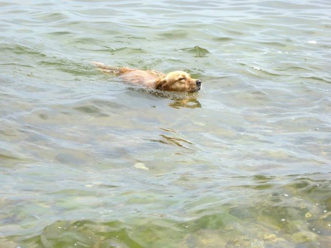 sunny schwimmt.jpg