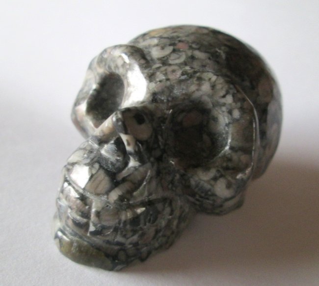 skull crinoidenjaspis03.jpg