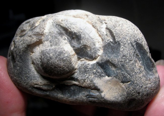 Herzseeigel iFlint.JPG
