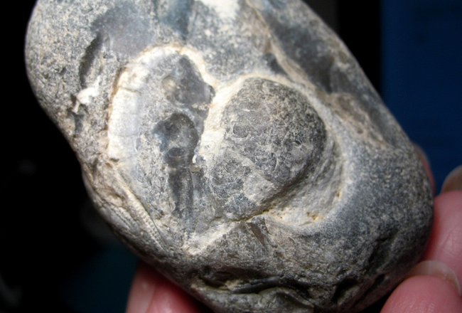 eingeschlossener Herzseeigel
