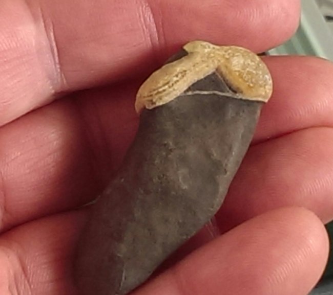 IMAG3455_1.jpg