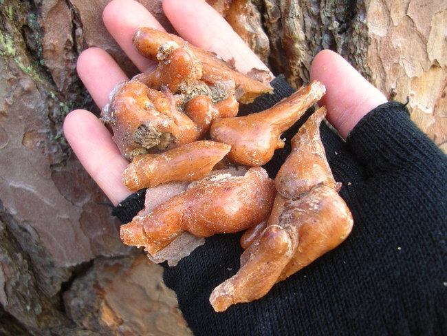 WALDKIEFER - Pinus sylvestris - Harztränen