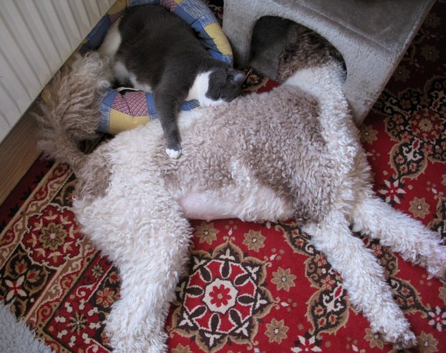 Luna+BlueBell (3).JPG