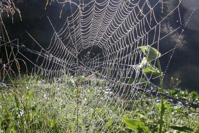 gefangener Morgentau