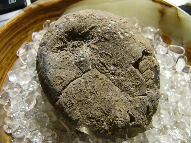 Unterseite Seeigel