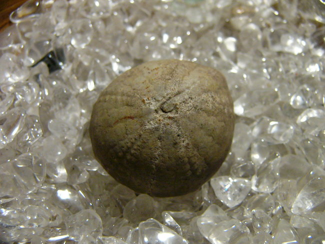 Seeigel
