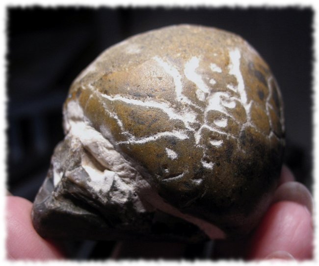 Seeigel-Skull (1).JPG