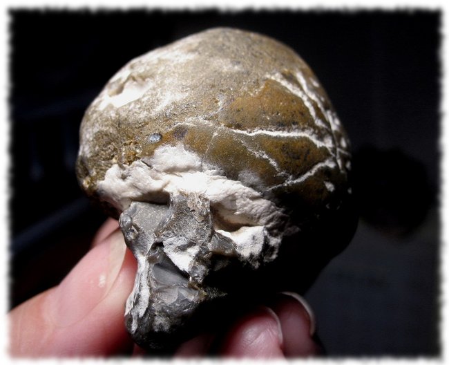 Seeigel-Skull (2).JPG