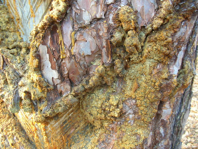 historische Lachte Detail