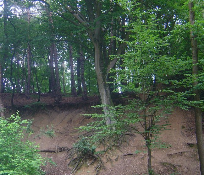 Sobald ich in den Wäldern wandel, kehrt Ruhe in mein Leben ein.<br />Vergessen sind Hast und Eile,<br />und in den Bäumen rauscht der Wind...
