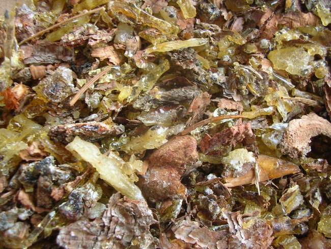 DSCN9719.JPG (446.83 KiB) 7016 mal betrachtet Blaufichte Harz / Rinde