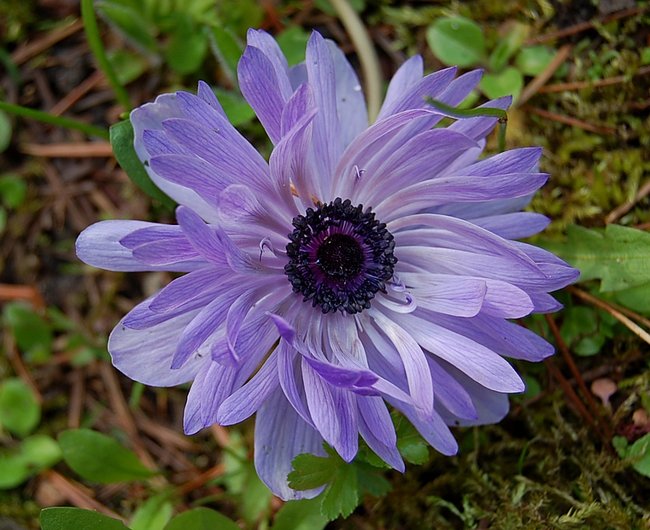 Anemone (2).JPG