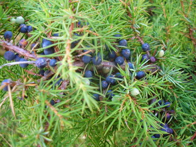 DSCN9850.JPG