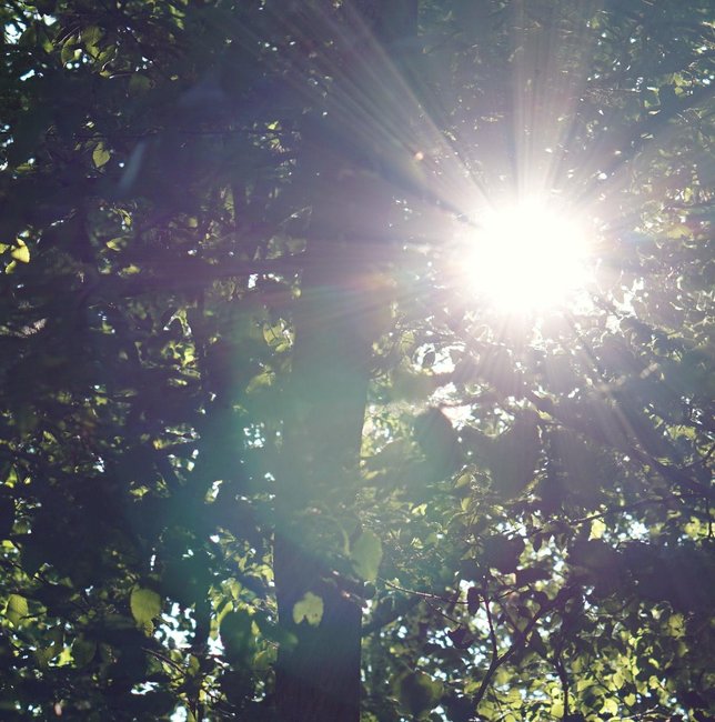 wald66.jpg