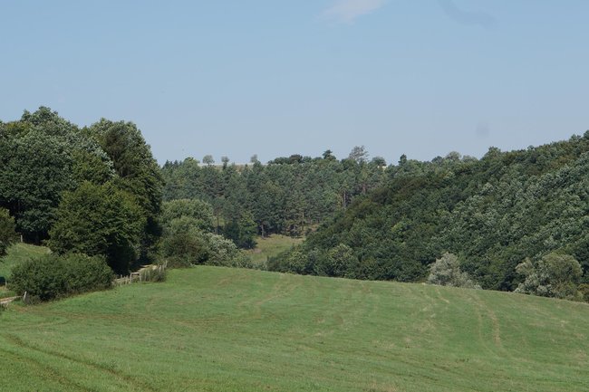 wiesen.jpg
