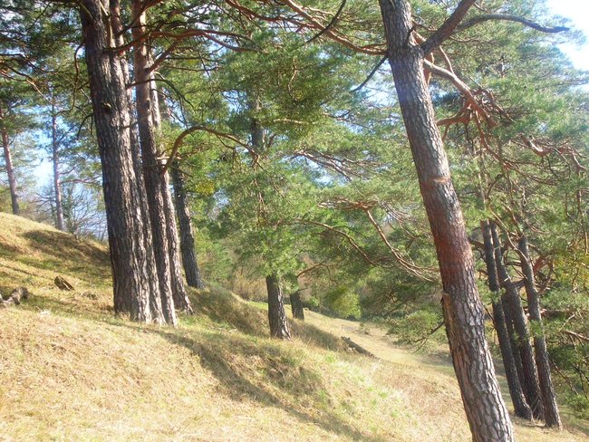 DSCN8664.JPG