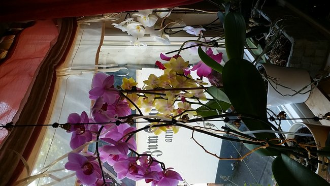 Orchideen WZ