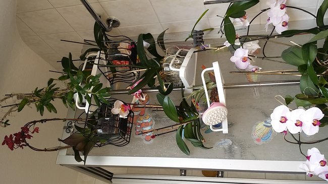 Orchideen im BZ