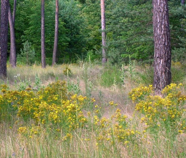 Sammelplatz Natur.jpg