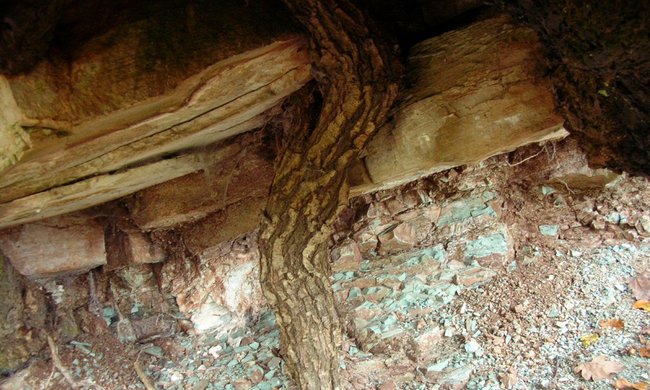 Baumgeister 6.jpg