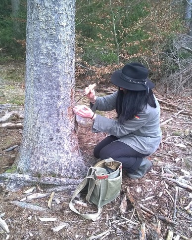 Harz Sammeln 2015.jpg