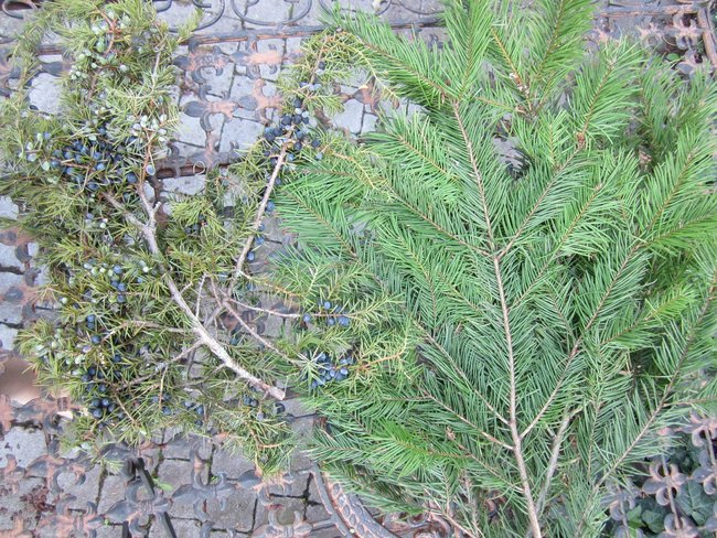Zweige - Wacholder und Douglasie