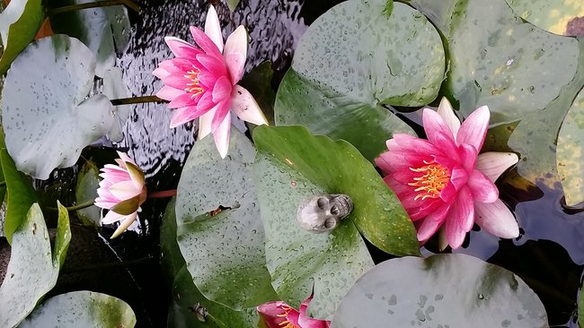 Langsam traut sich der sonst so wagemutige auch ins Wasser.....er liebt Blumen.....dafür muss man Opfer bringen :-)