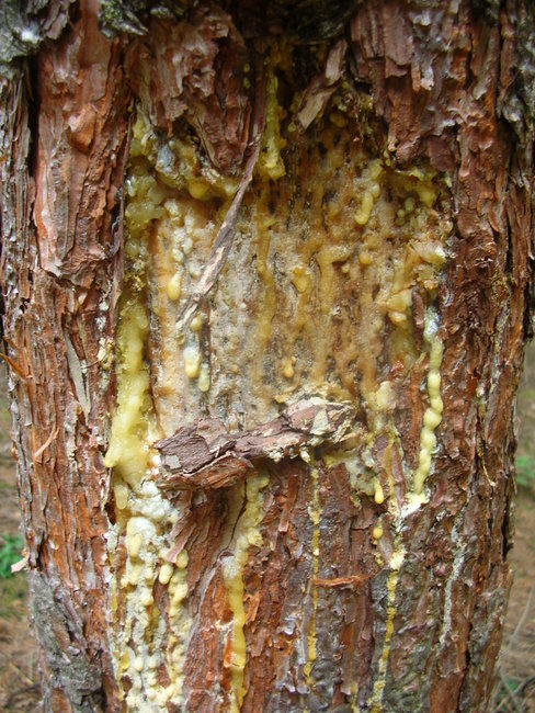 DSCN9951.JPG