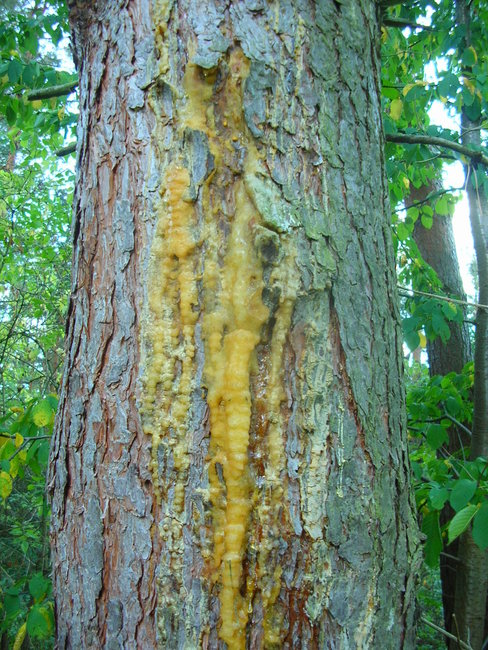 DSCN9966.JPG