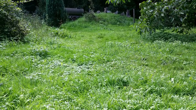 Meine Brennesselfarm :-(