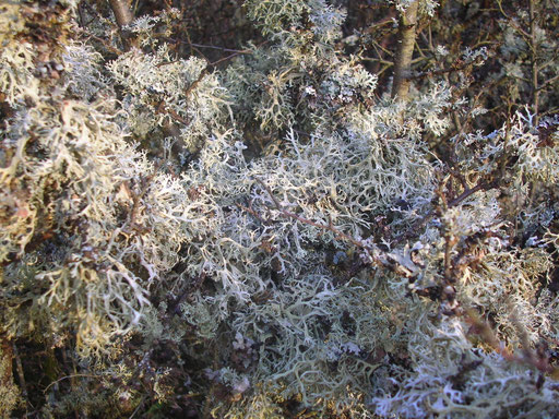 eichenmoos-räuchern-evernia-prunastri.jpg