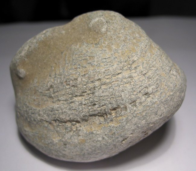 KoralleDez12 (4).JPG