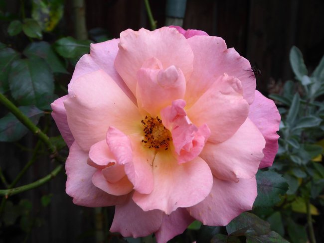 Rose.jpg