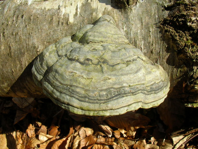 Fomes fomentarius Birke 1.jpg