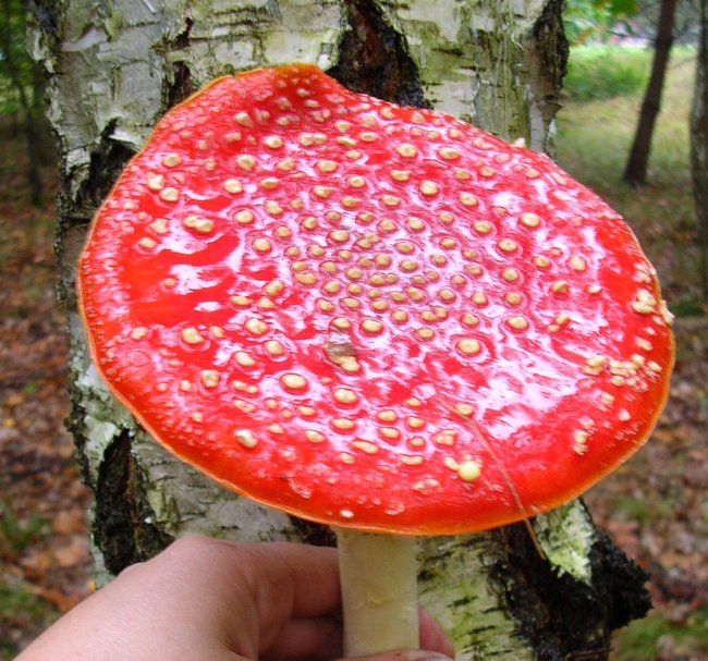 DSCN7304.JPG