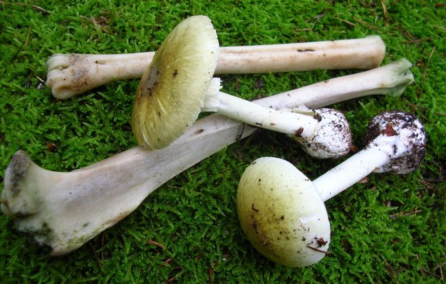 Giftpilze Grüner Knollenblätterpilz.jpg (317.91 KiB) 8876 mal betrachtet "The Baneful and the Bones"