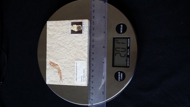 Fossil