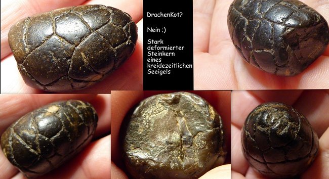Seeigel.jpg