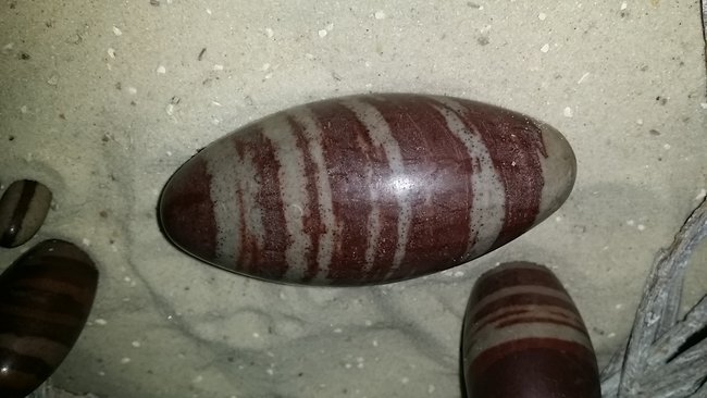13cm ist aus Thailand heute angekommen