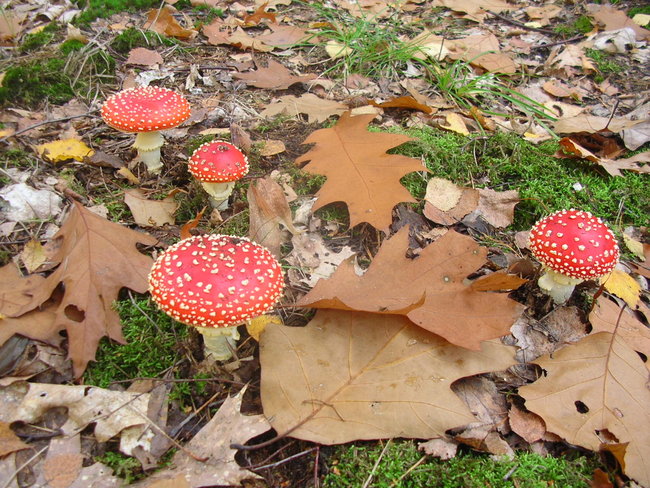 DSCN9993.JPG