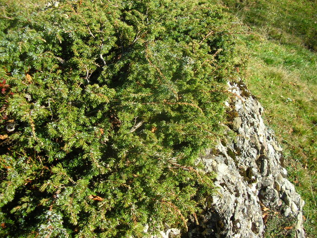 DSCN9795.JPG