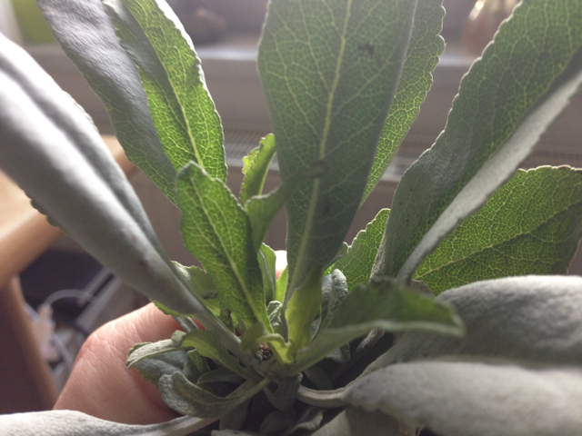 6.12.15ErsteSalbeiernte – 3135.jpg