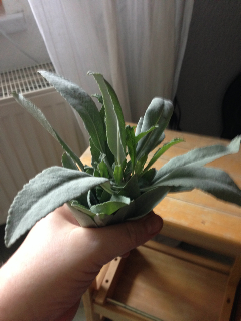 6.12.15ErsteSalbeiernte – 3134.jpg