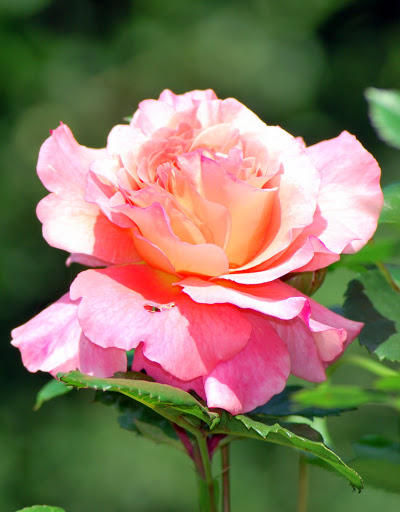 DSC_6950.JPG