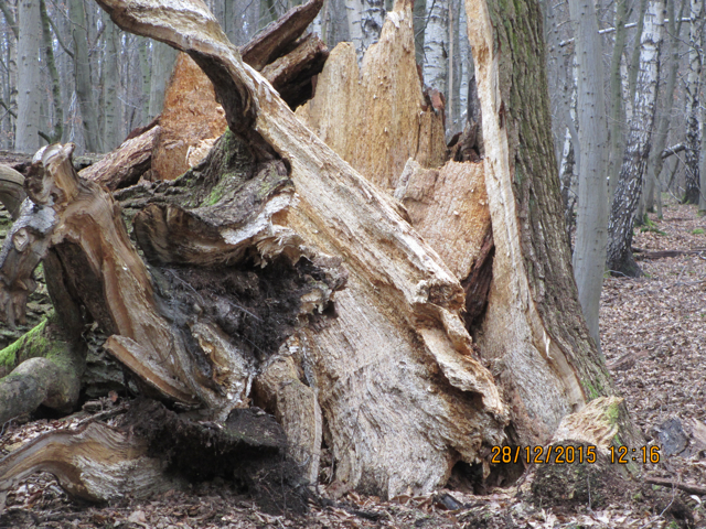 Heimatwald1.jpg