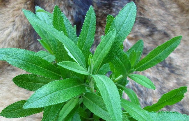 Salvia mellifera.jpg