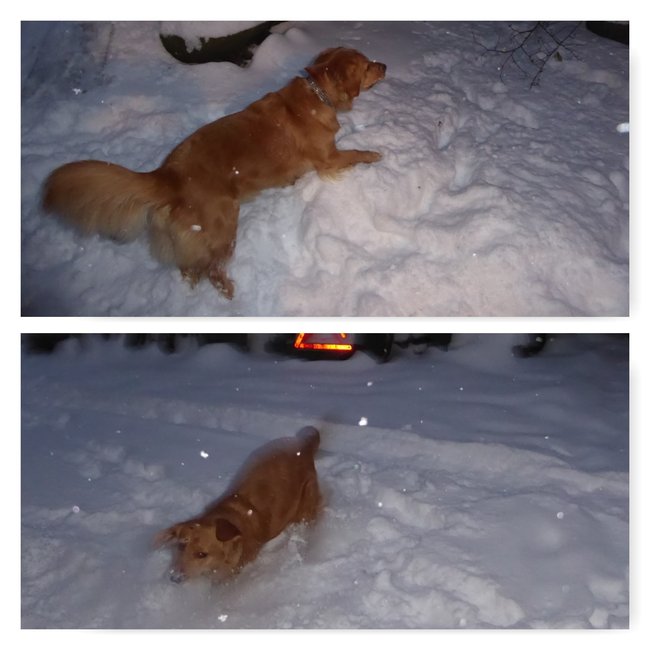 Sunny im Schnee.jpg
