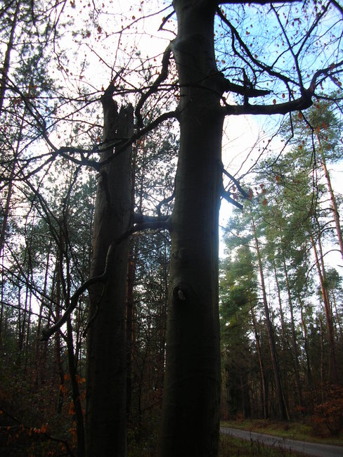 DSCN9939.JPG