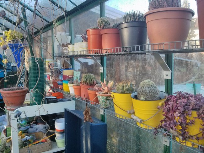 GewächshausWinter1.16.jpg (178.91 KiB) 12246 mal betrachtet Impression aus meinem großen Gewächshaus